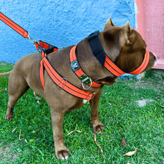Super Combo Para Cachorro Grande Ajustável Com Guia Coleira Peitoral e Focinheira em Oferta na Shopee