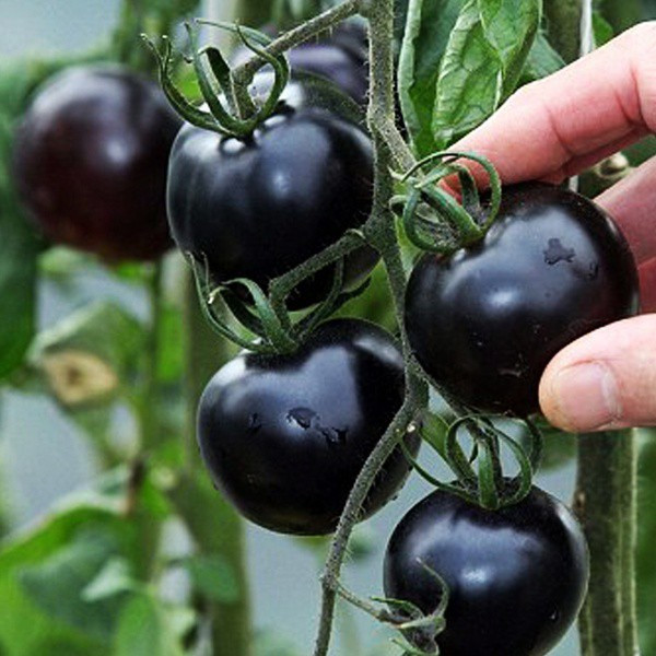Alta germinação     Sementes de Tomate Russo Holandês Black Cherry Mini Tomate 50-100 Sementes Raras Por Saco