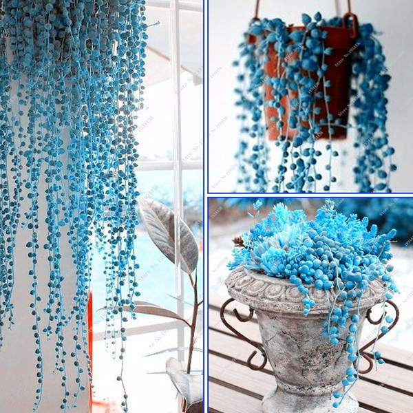 Plantio fácil 200 500 Sementes Raras Suculentas de Grama Azul de Primavera Sementes Plantas Peças Plantas de Casa Purifi