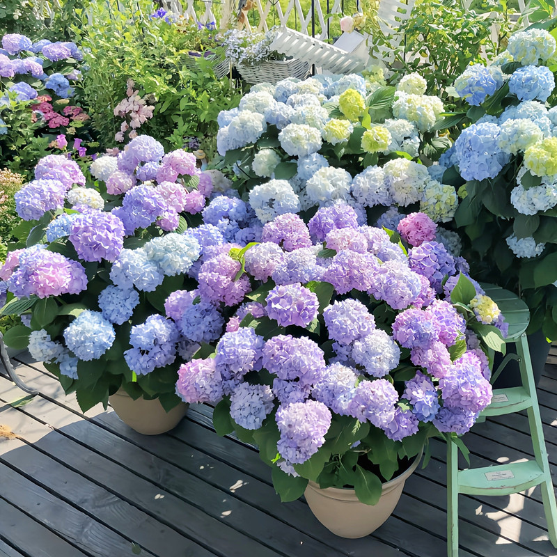50 100 Sementes de Hortênsia Misturadas para Plantar Flores (Frescas) Flor de Hortênsia para Plantar germinação rápida