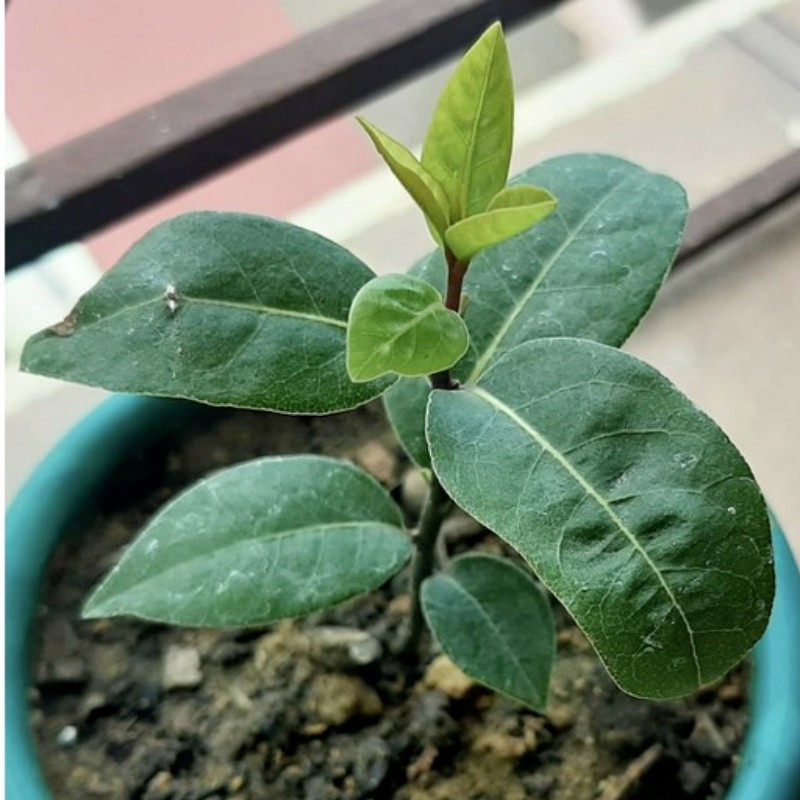 prazer de cultivar 20 50 Sementes [COD] PCS Folha de Louro Planta de Louro Árvore de Louro