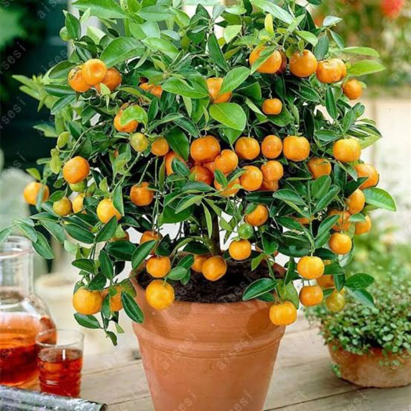 100 Sementes  (Bonsai/Ano) Alto Rendimento germinação rápida germinação rápida