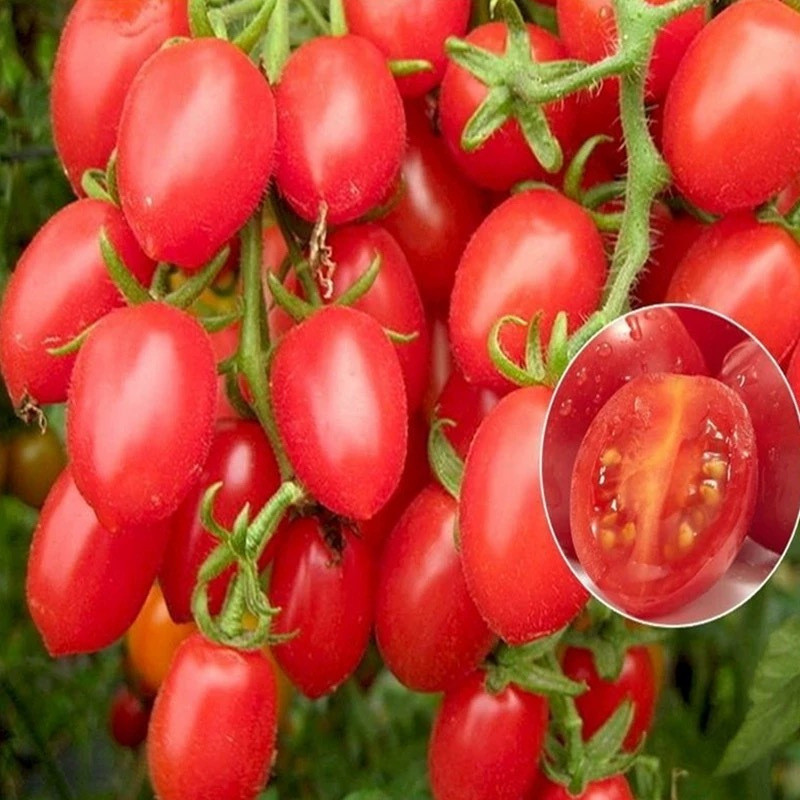 50 100 Sementes (SEMENTES) - SEMENTES DE TOMATE HÍBRIDO/PARA PLANTAÇÃO/VARIEDADE DE ALTO RENDIMENTO germinação rápida g