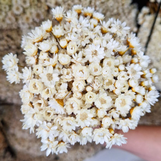 Flor Sempre Viva Premium Seca Desidratadas | 200 a 800 Flores Secas Para Decoração, Arranjo e Buquê em Oferta na Shopee