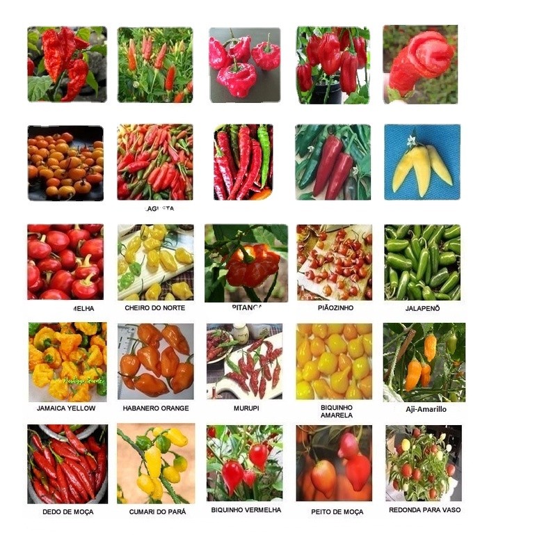 Kit  200 Sementes De Pimenta Raras 20 Espécies Especiais. em Oferta na Shopee