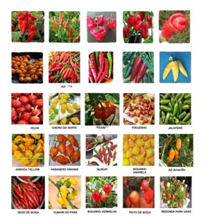 Kit  200 Sementes De Pimenta Raras 20 Espécies Especiais. em Oferta na Shopee