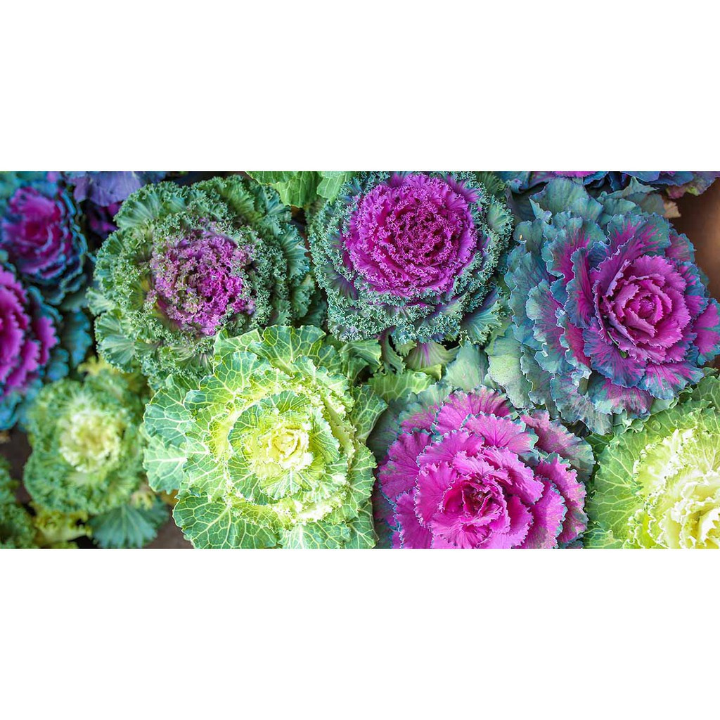 50 100 Sementes de Couve Nagoya - Couve Ornamental germinação rápida germinação rápida