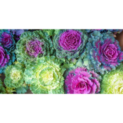 50 100 sementes de Couve Nagoya - Couve Ornamental | Para semear