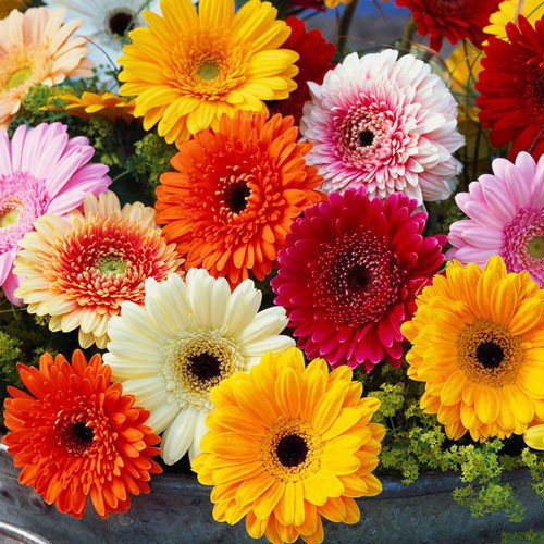 Alta germinação     50 Sementes de Gerbera Mistral 100 Sementes Quatro Estações Fácil de Cultivar Sementes de Girassol