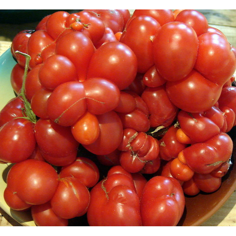 prazer de cultivar   50 100 Sementes de Tomate Chesnova / Tomate Viajante Sementes de Vegetais Herança