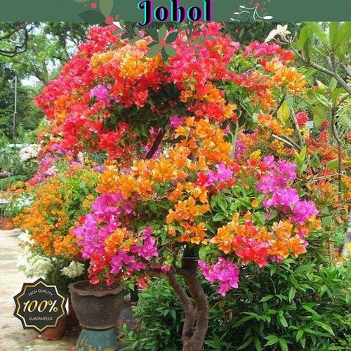 200 500 Momentos de Flor de Bougainvillea Bonsai Flores Tropicais | Cultivo por sementes