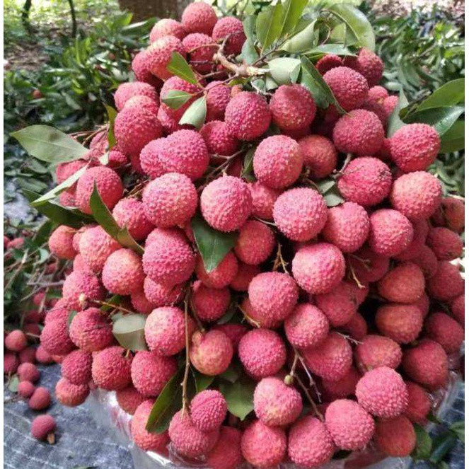 prazer de cultivar （30 50 sementes）sementes de lichia