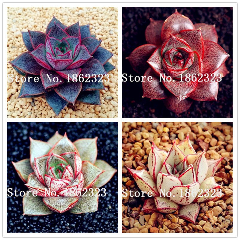 Rara 50 100 Sementes pcs Plantas Exóticas Echeveria Purpusorum Plantas Raras Suculentas Perenes Ervas Bonsai Vaso Flo