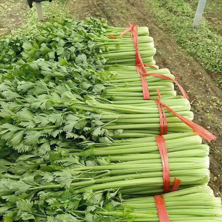 ambiente verde 50 100 Sementes SEMENTES DE AVELÃ - (pcs s) HÍBRIDO/ALTO RENDIMENTO/Pequena Folha de Avelã Vegetal