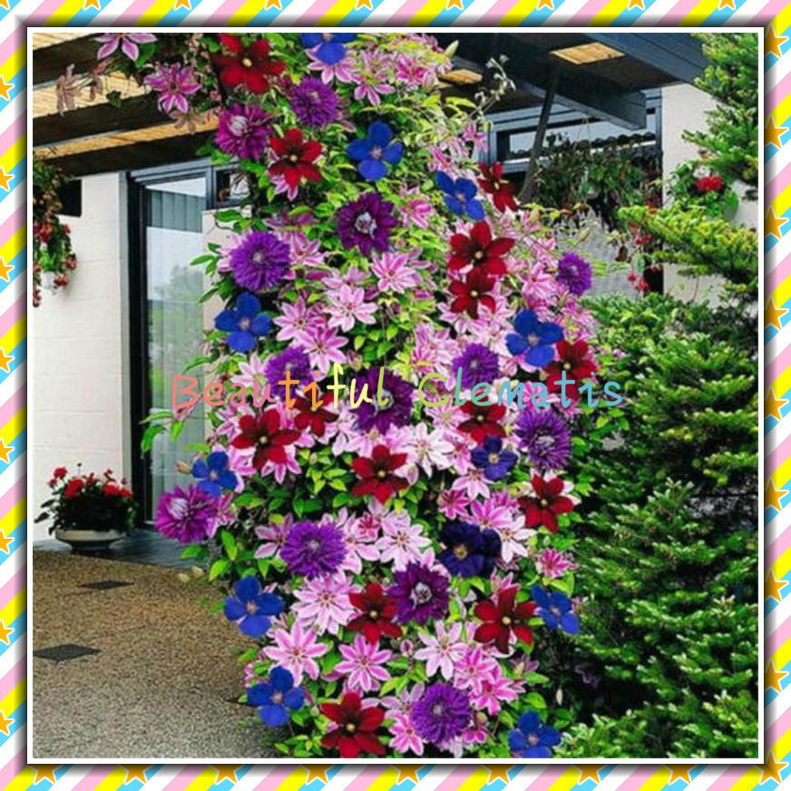 prazer de cultivar    pcs cores Bela Flor de Clematis Plantas Trepadeiras de Clematis 50 100 Sementes