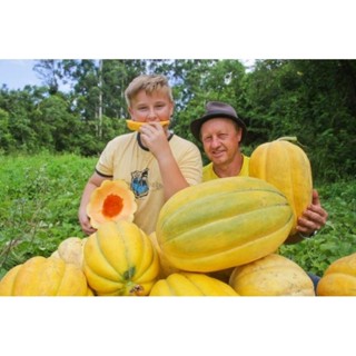 200 Sementes Melão Caipira Gaúcho Perfumado e Adocicado ( Agricultura familiar ). em Oferta na Shopee