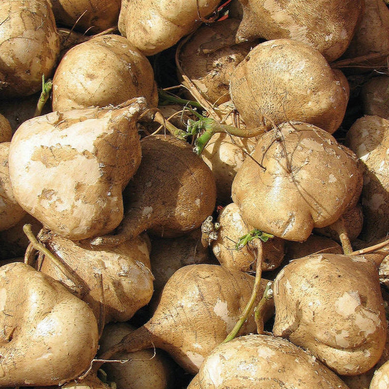 Sementes de Vegetais COD 50 100 - Verdes Folhosos e Microgreens - Sementes de Inhame PCS germinação rápida germinação r