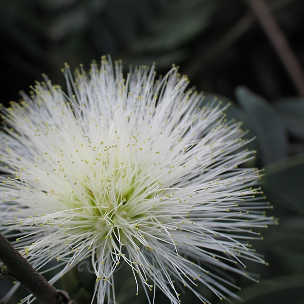 Alta germinação 200 Sementes De Flor Esponjinha - Caliandra Branca