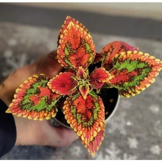 Coleus ghazal - 100 sementes com manual de cultivo pronta entrega envio em 24h V V