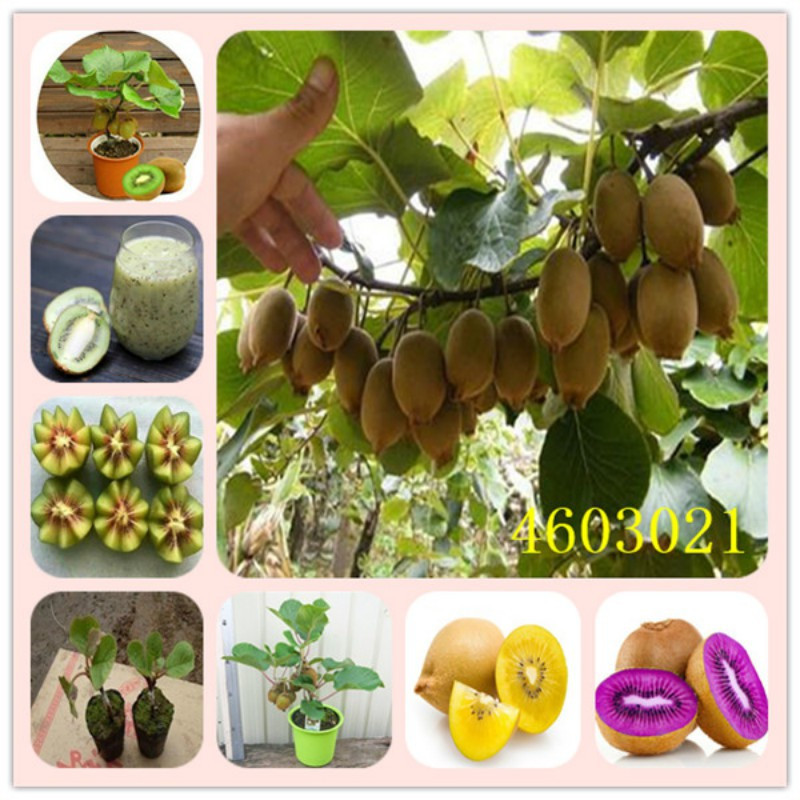 prazer de cultivar 50 100 Sementes de frutas, plantas, flores, presente em vaso, pcs Mini Kiwi, fruta Tailândia, mini K