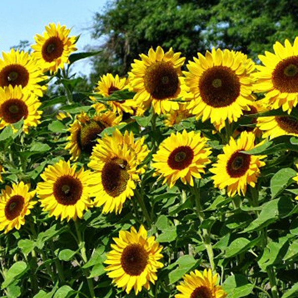 Alta germinação 50 100 Sementes Girassol Gigante - Girassol Gigante Sunzilla Ucrânia Girassol Raro Flor
