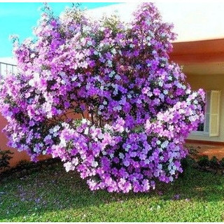 Manacá Da Serra Tibouchina Mutabilis 100 Sementes P/  SS