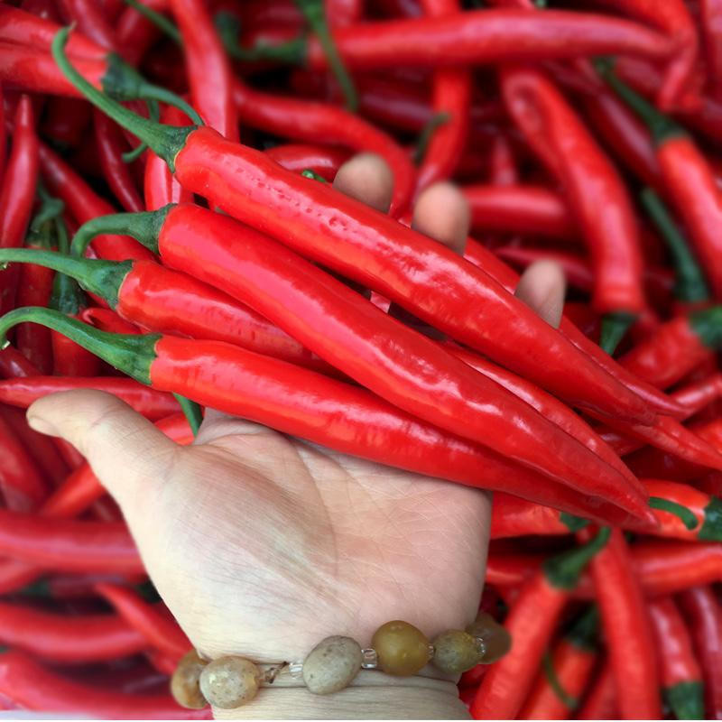 pcs Siling Labuyo 50 100 Sementes Sementes de Pimenta Sementes de Vegetais Frescas da Fazenda germinação rápida germina