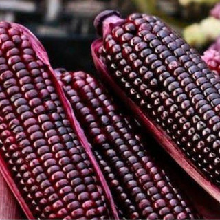Prazer de cultivar Milho Doce Roxo Híbrido 20 40 Sementes