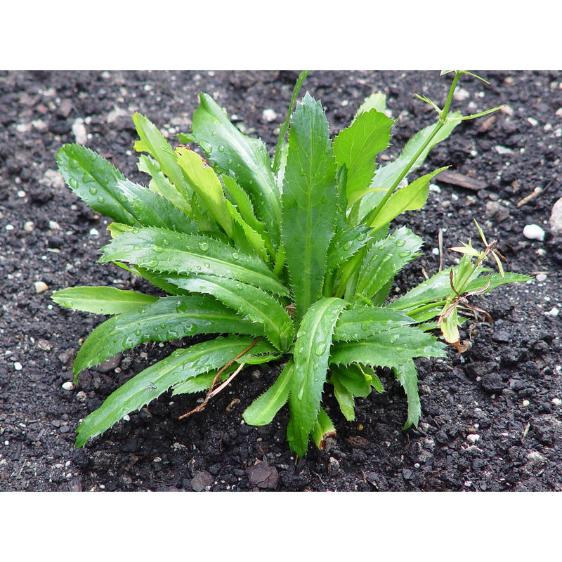 prazer de cultivar 200 Sementes de Coentro da Índia Eryngium para Plantio de Mudas em Oferta na Shopee