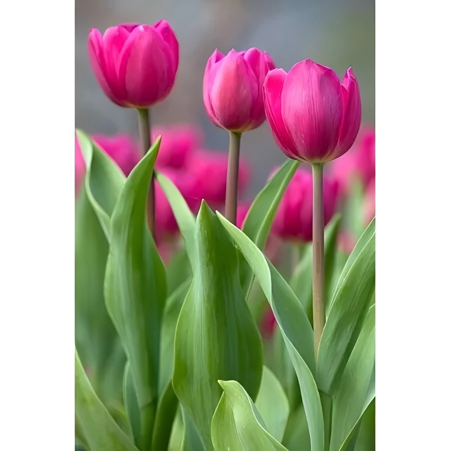 plantio fácil Tulipa 'daydream'  1500sementes Com Manual De Entrega Envio