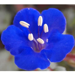 Sementes Facélia Azul Exuberante