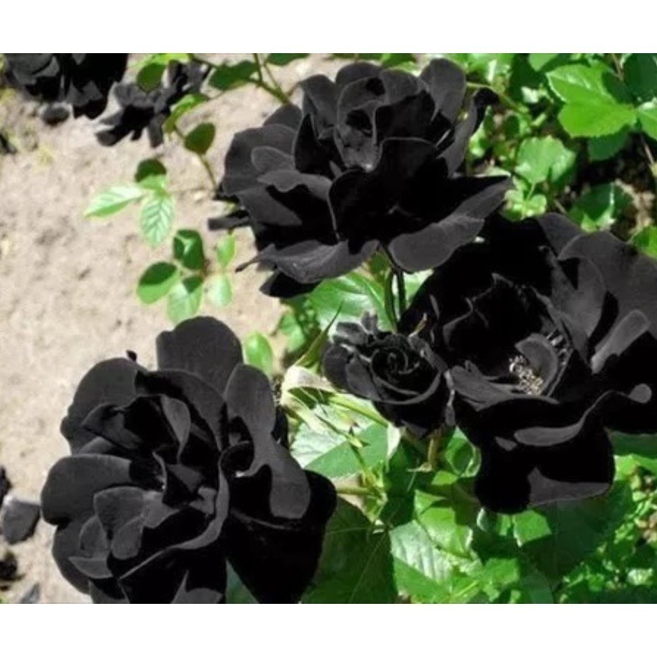 Rara 150 sementes de rosa negra rara