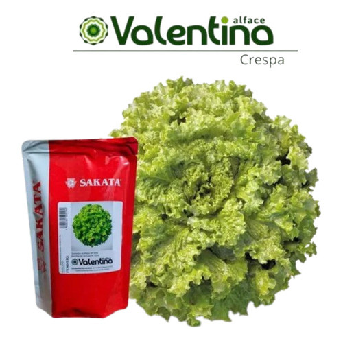Sementes De Alface Crespa Valentina 7.500 Sementes - Sakata