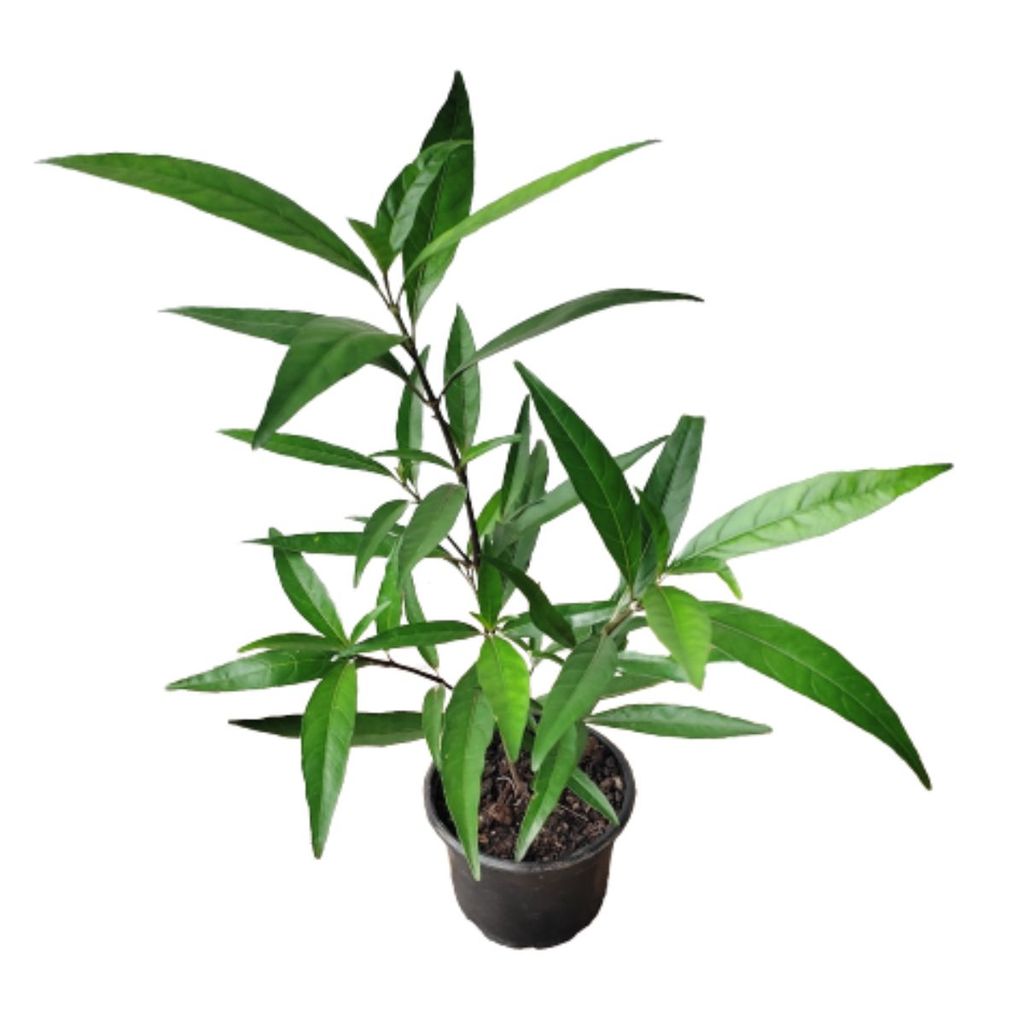 Planta Abre Caminho: Onde Comprar | BuscaProdutos