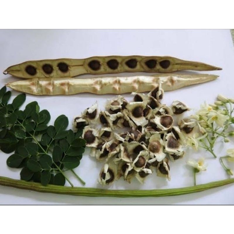 prazer de cultivar 250 Sementes Selecionadas Moringa Oliféra alimentação Animal.