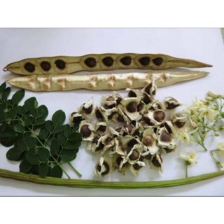 prazer de cultivar 250 Sementes Selecionadas Moringa Oliféra alimentação Animal. em Oferta na Shopee