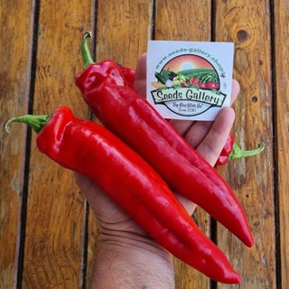 200 Sementes Selecionadas Pimenta Dedo de Moça Gigante. em Oferta na Shopee