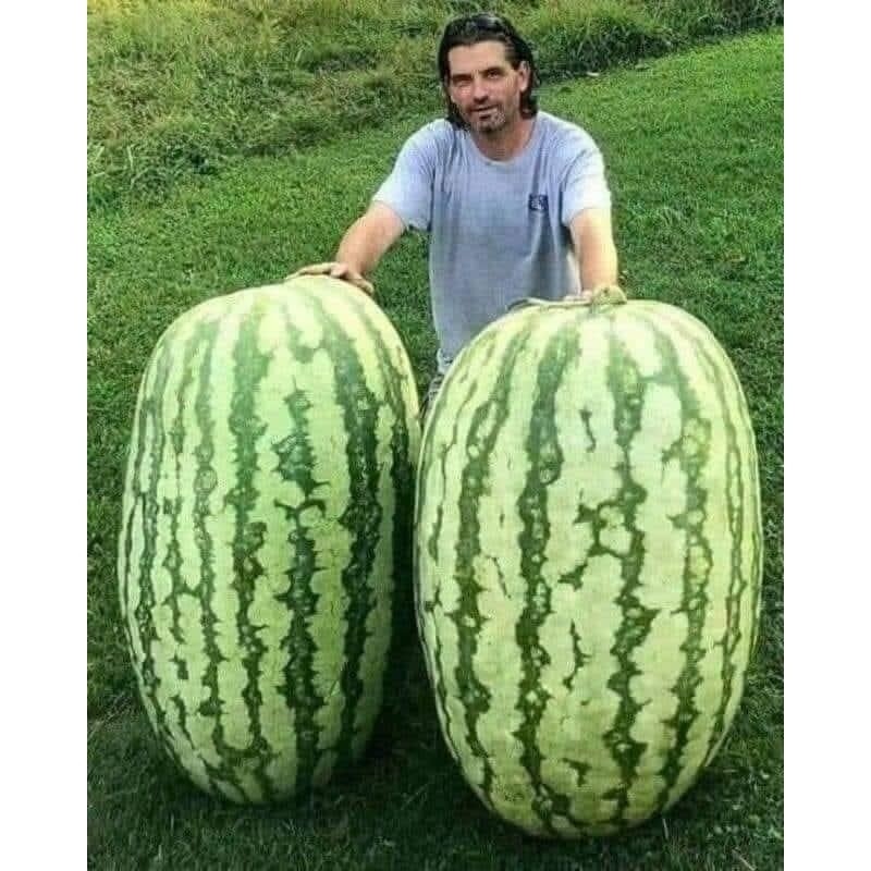 300 Sementes Selecionadas Melancia do Congo. em Oferta na Shopee