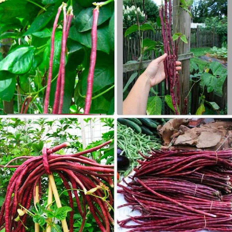 50 100 Sementes de Feijão Vermelho Longo Sitao - Alto Rendimento de Feijão Vermelho Longo para Plantio de Vegetais germ