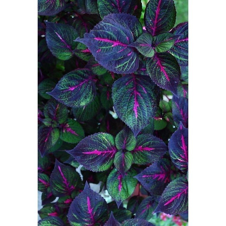 Coleus parviflorus - 100 sementes com manual de cultivo pronta entrega envio em 24h V
