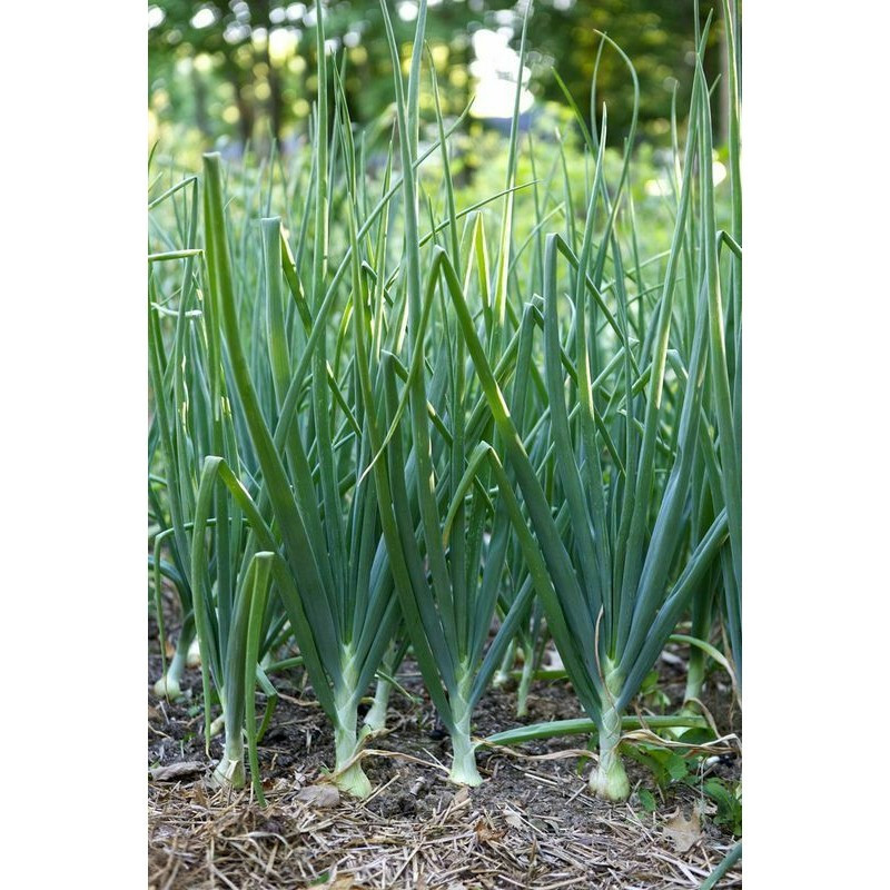Alta germinação 50 100 Sementes Sementes pcs Cebolinha Cebola Verde Vegetal Asiático Chinês Amontoamento Alho-poró Chiv