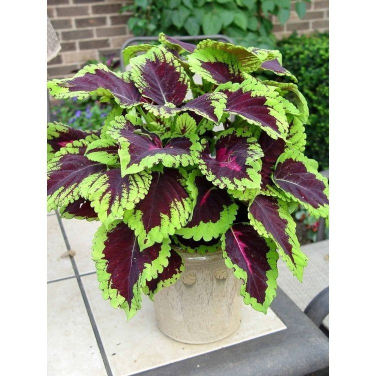 Coleus ciliate - 100 sementes com manual de cultivo pronta entrega envio em 24h V