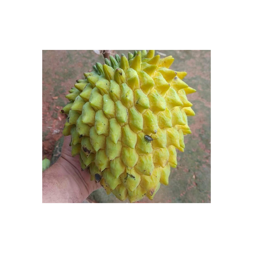 sementes puras 20 Sementes de Biriba Gigante Para o Plantio Fruta em Oferta na Shopee