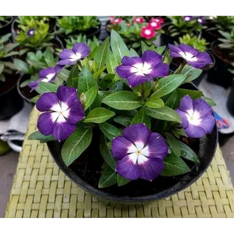 30 Sementes Boa Noite Vinca Madagascar Nigrum Aeroela Ocean BLUE. em Oferta na Shopee