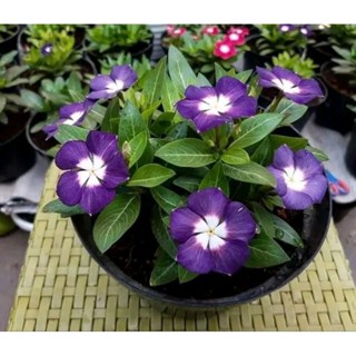 30 Sementes Boa Noite Vinca Madagascar Nigrum Aeroela Ocean BLUE. em Oferta na Shopee