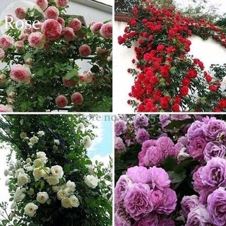 Sementes ORIGINAIS de Rosas Trepadeiras Coloridas Pode Fazer Mudas germinação rápida germinação rápida