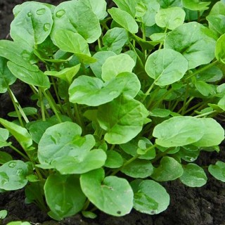 Sementes Agrião do Seco Topázio em Oferta na Shopee
