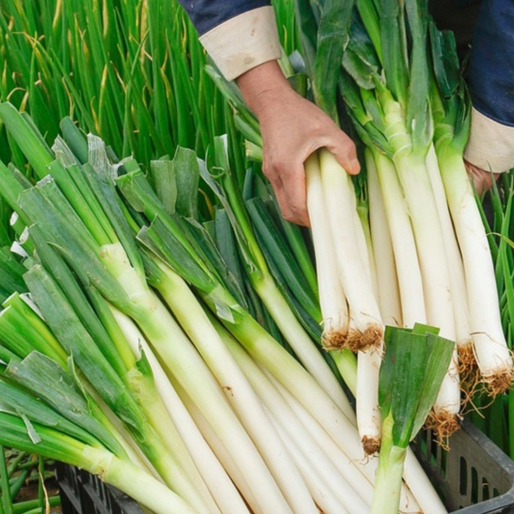 50 100 Sementes Cebola Gigante de Alto Rendimento Alho Gigante Híbrido Cebola Verde Gigante para Plantio germinação ráp