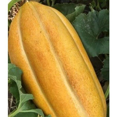 ambiente verde 40 Sementes de Melão Comprido-Melon Largo-Long Melon Melão Gaúcho Germinação Garantida.