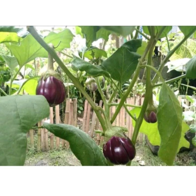 50 100 Sementes Sementes de Berinjela Redonda Roxa Beleza para Plantio (s por pacote) germinação rápida germinação rápi